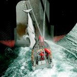 activismogreenopeace