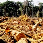 deforestacion